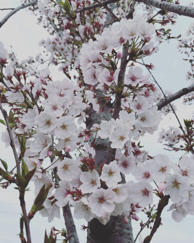 日本の桜