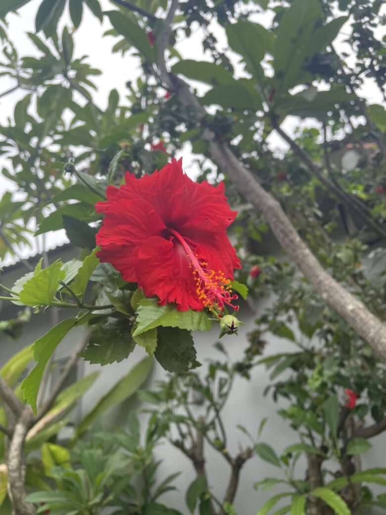 バリ島のハイビスカス